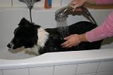 BAIN - BORDER COLLIE 001